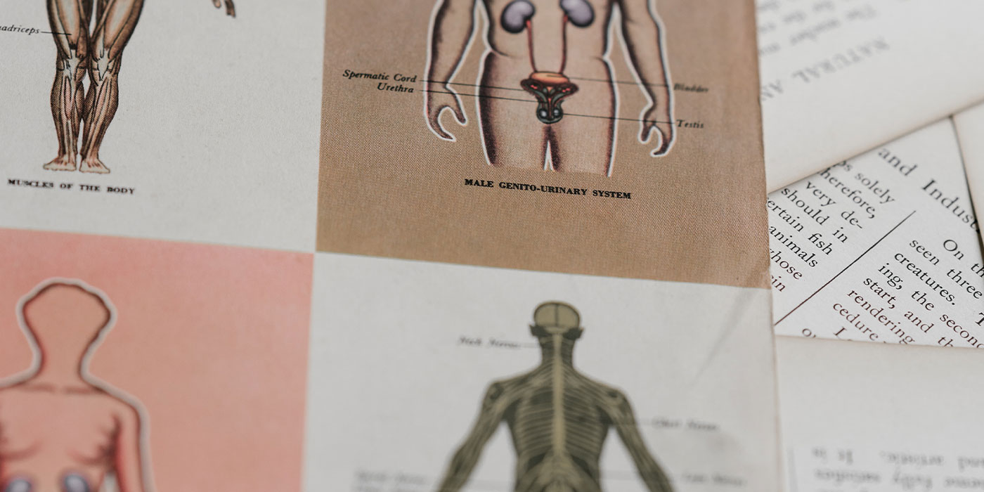 osteopathie Anatomische tekeningen tegen gekleurde vlakken